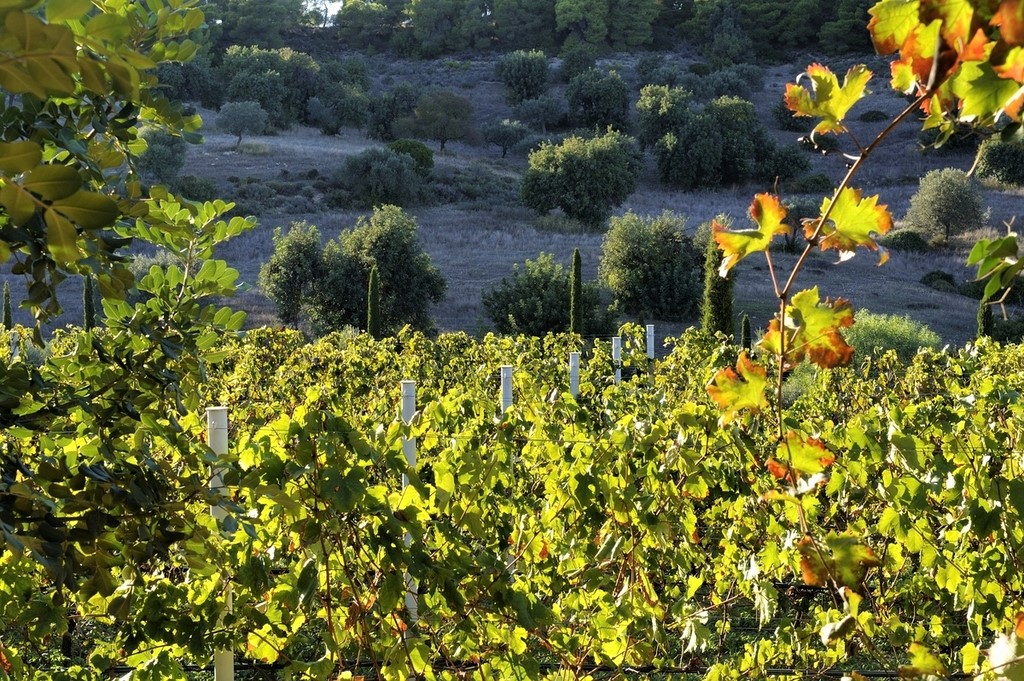 Tuscany Estate image 74