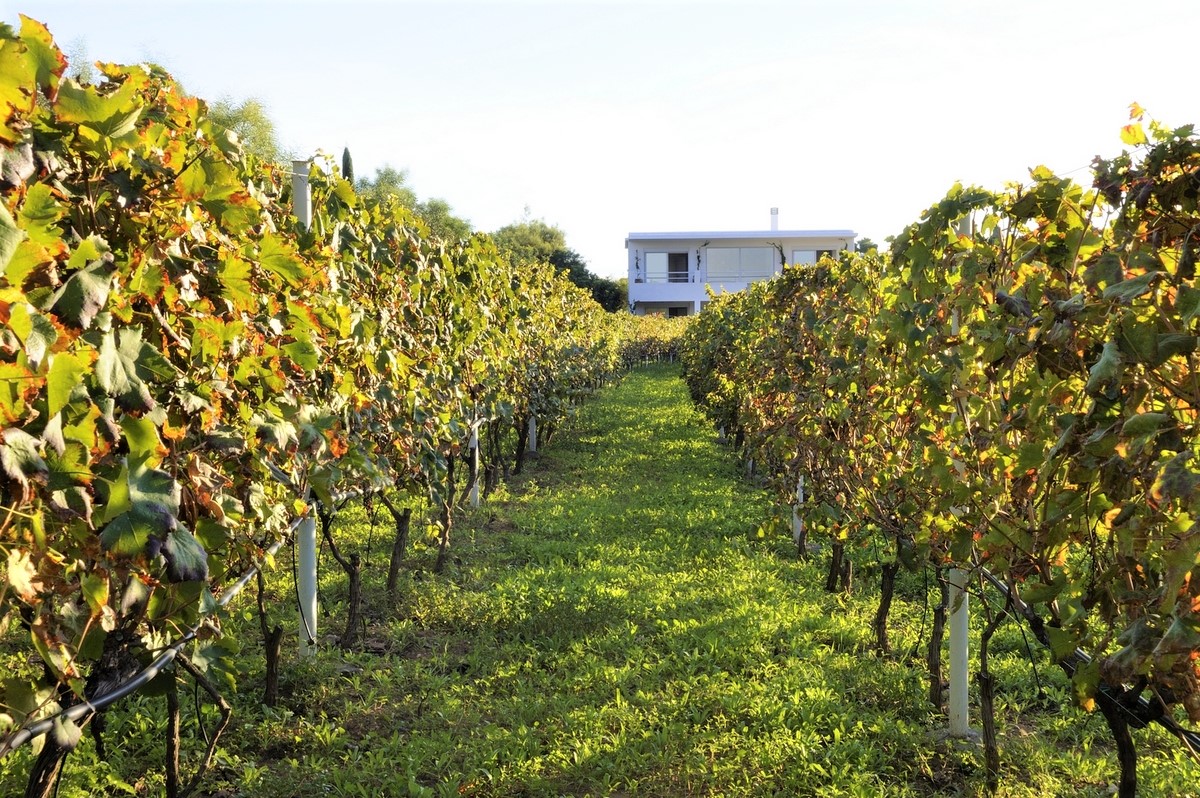 Tuscany Estate image 76