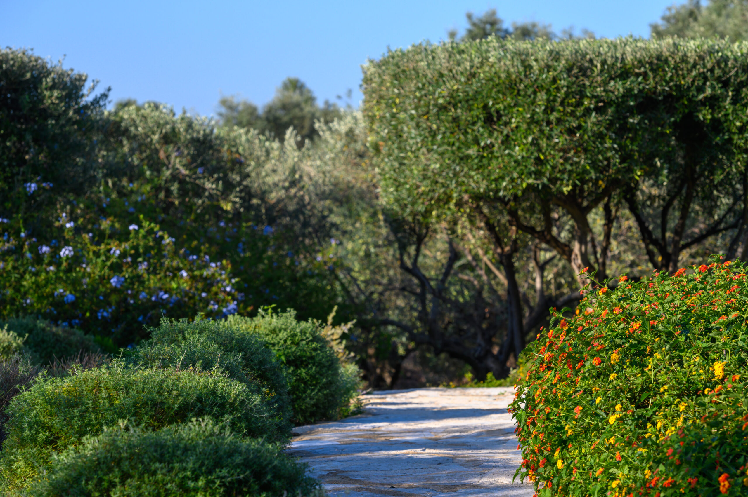 Villa Olia image 12