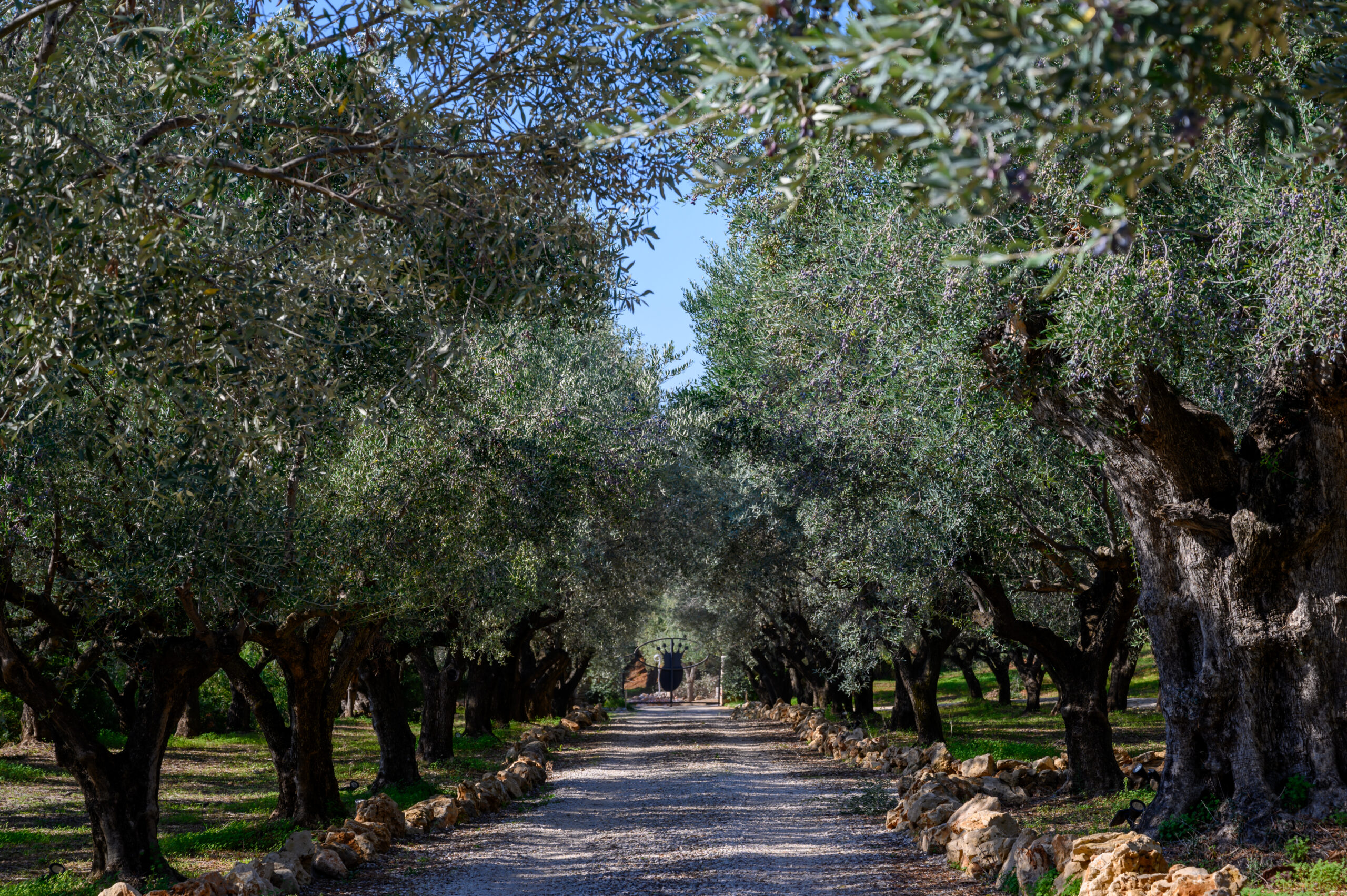 Villa Olia image 18
