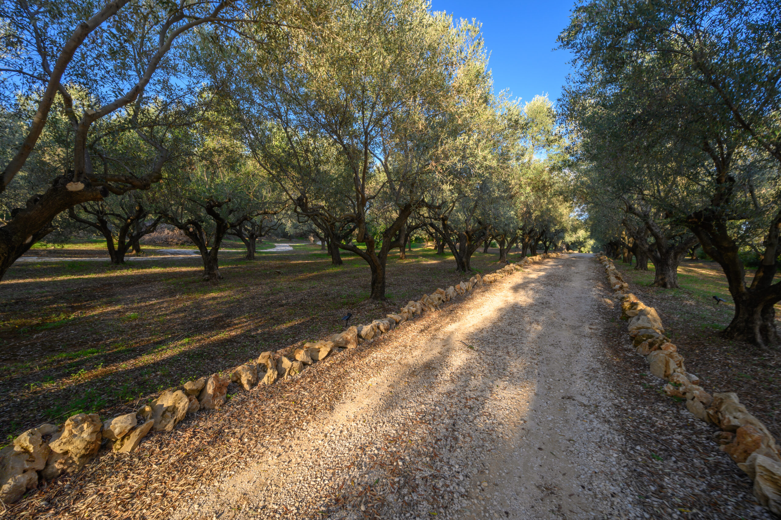 Villa Olia image 14