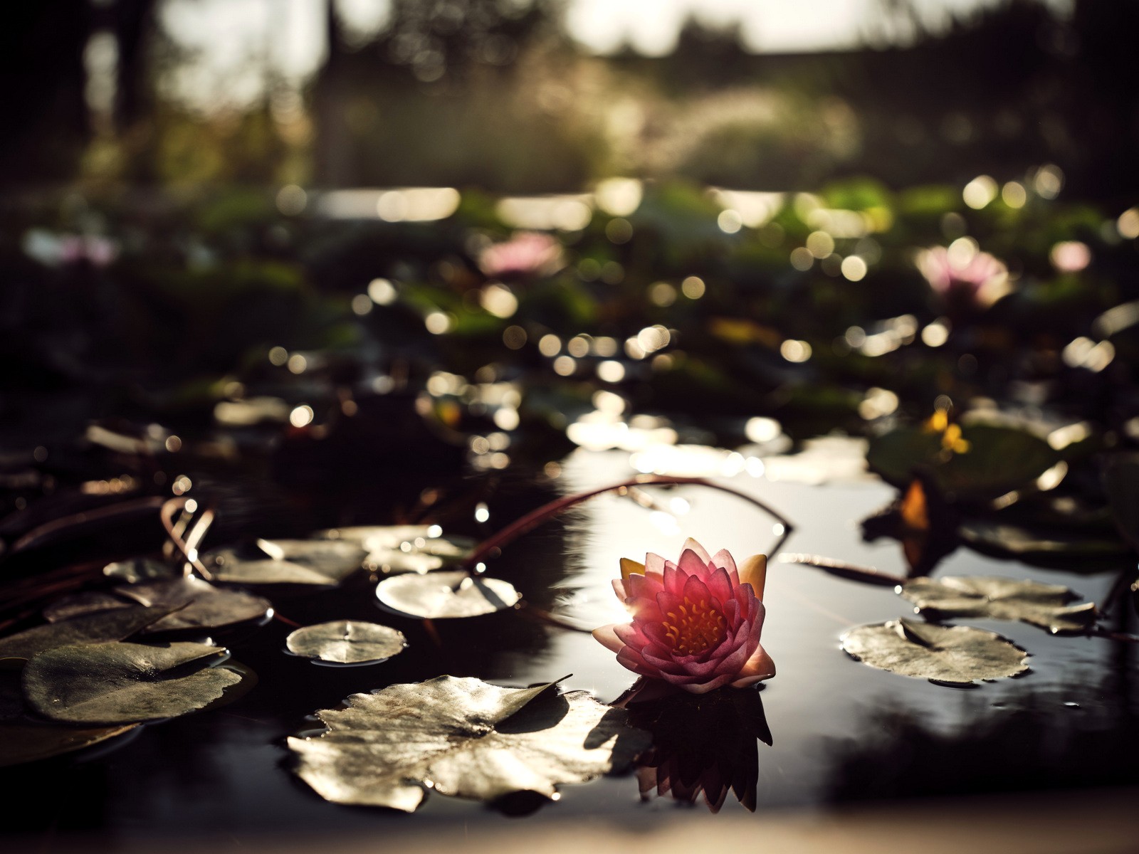 Villa Sun Flower image 18