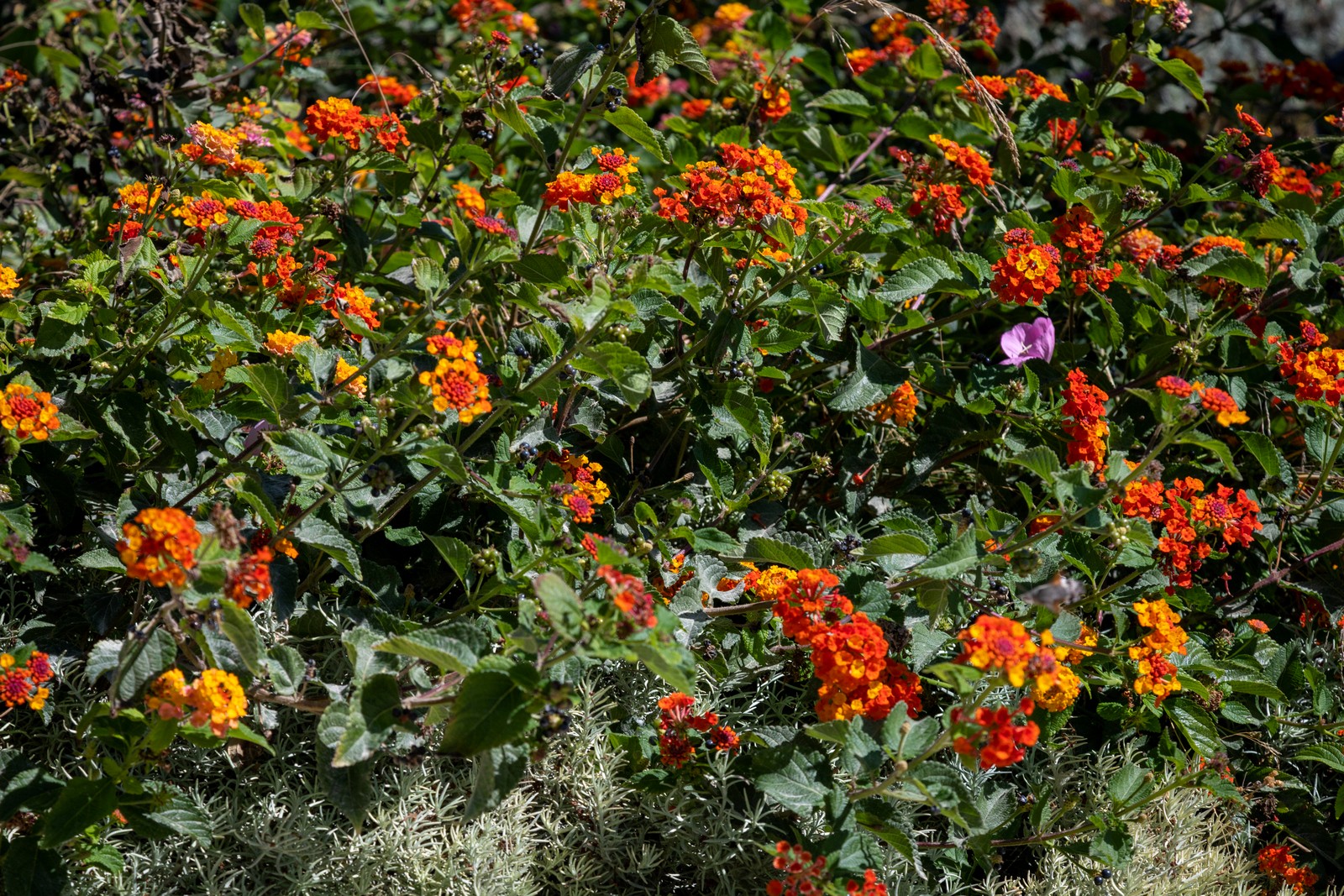 Villa Graciela image 21